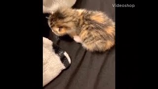 Overly Dramatic kitten [upl. by Trust]