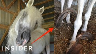 Rescue Horse With 30Pound Hooves Can Walk Again  Insider [upl. by Airednaxela]