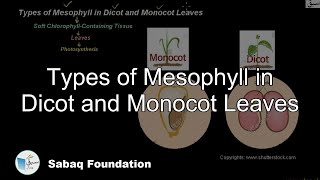 Types of Mesophyll in Dicot and Monocot Leaves Biology Lecture  Sabaqpk [upl. by Nishi]