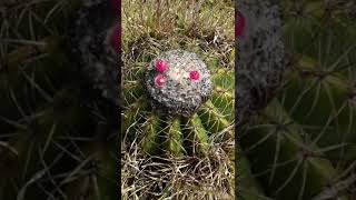 Melocactus curvispinus subs loboguerreroi  Asherita viajera guía turística en Colombia [upl. by Eilsehc]