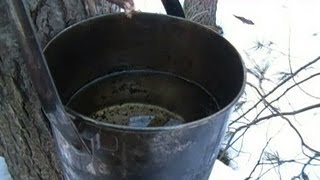 Foraging Edible Plants  Maple Sap quotTwigquot Tap  Wild Food Episode 3 [upl. by Harutek55]