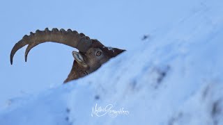 Steinbock Aufstieg im Winter  Ibex winter climbing 🇨🇭 Capraibex Ibex Alpine Ibex [upl. by Dennet]