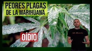 PEORES PLAGAS de la MARIHUANA OÍDIO [upl. by Tarton]