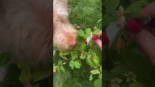 Dog picking raspberry’s [upl. by Arne743]