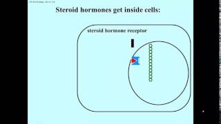 Transcription regulation steroids [upl. by Ynafetse]