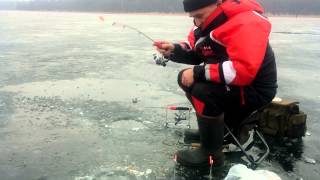 Wędkarstwo podlodowe leszcze spod lodu  Ice fishing Bream fishing in the winter [upl. by Rep578]