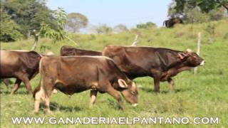 Toretes Suizo Americano en Venta [upl. by Assadah556]