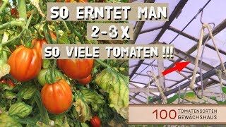 Tomaten Ausgeizen Anbinden mit Tomatenhaken  100 Tomatensorten Gewächshaus [upl. by Whatley]