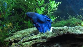 Betta  Siamese Fighting Fish Care Info and Advice [upl. by Deena39]