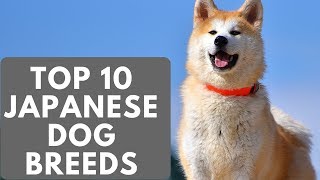 TOP 10 Japanese Dog Breeds List [upl. by Ahsetal]