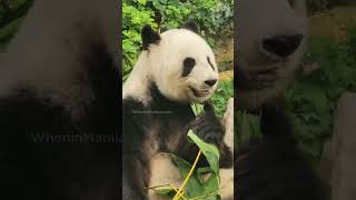 Giant Panda Eating Bamboo Leaves ASMR Hong Kong Ocean Park Pandas [upl. by Mayberry]