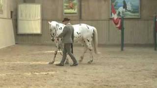 Video Bent Branderup Akademische Reitkunst  wwwBodenarbeitOnlinede [upl. by Hance]