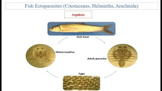 Fish Ectoparasites Argulosis [upl. by Aliuqet]