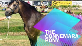 Fun Facts About The Connemara Pony [upl. by Selina]