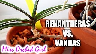 Renanthera and Vanda Orchids  update differences growing methods [upl. by Sapphire]