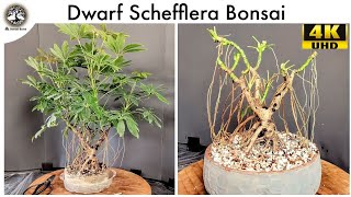 Dwarf Schefflera Bonsai  quotSheffyquot [upl. by Oel]