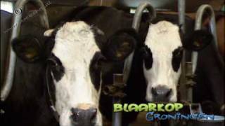 Blaarkop or blister head cattle  Groningen [upl. by Fokos]