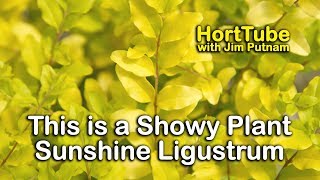 Sunshine Ligustrum  Super Showy Gold Foliage Evergreen [upl. by Zehe143]