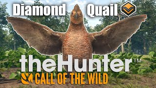 Diamond Bobwhite Quail  theHunter Call of the wild 2022 [upl. by Ettevey]