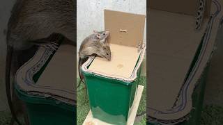 How to catch mice at homemouse trap tips [upl. by Leamiba]