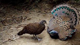 Bornean peacockpheasant [upl. by Saudra]