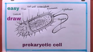 How To Draw Prokaryotic Cell Step By StepBacterial Cell Drawing [upl. by Jotham11]