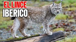 Lince Ibérico ▶Documental◀ [upl. by Love]