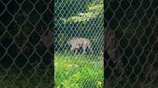 Visitando animales exóticos rescatados en indiana [upl. by Notyalc48]