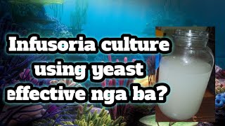 How to culture infusoria without starter is it effective [upl. by Arlen]