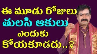 ఆదివారం మంగళవారం శుక్రవారం తులసి ఆకులు ఎందుకు కోయకూడదు  Tulasi Akulu Significance  Pooja Tv Telugu [upl. by Asimaj653]