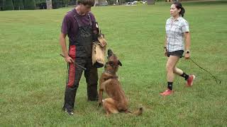 Trained Belgian Malinois Showcases Protection Skills  Attack Obedience amp Guarding [upl. by Pruchno]