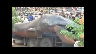 SHOCKING VIDEO World Largest Anaconda in Nepal After Earthquake [upl. by Nazler]