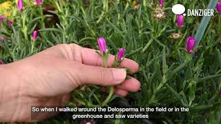 The Story Behind the Plants  Delosperma [upl. by Hedwiga396]