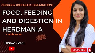 Food feeding and digestion in herdmania Notes Bsc 2nd year Zoology [upl. by Emoraj]