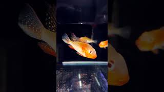 threadfin acara  Cichlid fish  shortviral ahmedabad aquariumfish fishtankservices [upl. by Jeremy]