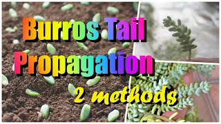 2 Methods On How To Propagate Burros Tail Donkey Tail Succulent 3 Weeks Growth Update 🌿🌿✂🌱 [upl. by Steddman]