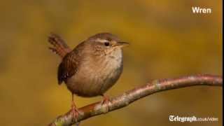 Birdsong for beginners [upl. by Drawe]