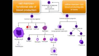 Immunology  introduction [upl. by Yentroc53]