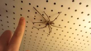 One BIG Japanese house spider Kyushu Japan [upl. by Colly]