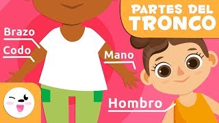 Las partes del cuerpo humano  El torso  Vocabulario para niños [upl. by Perrie]