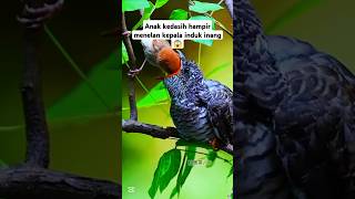 Aggressive behavior of cuckoo chicks towards their host parentsshorts birds cuckoo burung [upl. by Selohcin58]