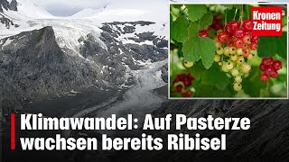 Klimawandel Auf Pasterze wachsen bereits Ribisel  kronetv NEWS [upl. by Miche]