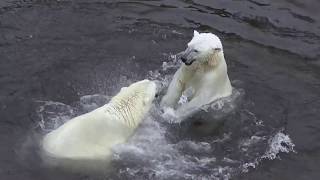 Polar bears playing in pool in RanuaZoo [upl. by Nored]