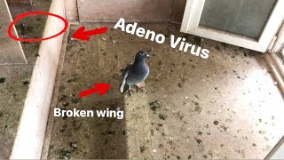 2021 Youngbirds Are Very Sick  Adeno  Broken Wing Bird [upl. by Anihta]