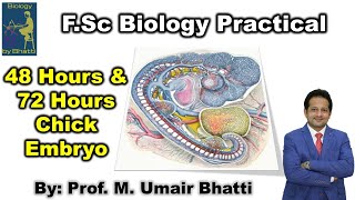 Reasons of Identification of 48 and 72 Hours Chick Embryo [upl. by Yelnek]