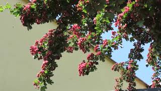 Crataegus laevigata Pauls Scarlet hloh obecný [upl. by Tades]