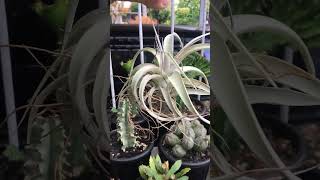 Tillandsia Xerographica airplants tillandsia [upl. by Salbu]