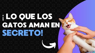 ¡Lo que los gatos AMAN en secreto Te sorprenderá🙀 [upl. by Ezana]