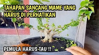 UNTUK PEMULA  TAHAPAN MEMBUAT BONSAI MAME SANCANG INFORMAL [upl. by Aleinad]