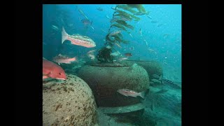 Goleta Sea Caves after 6 Months build Californias newest giant kelp forest [upl. by Noiz115]